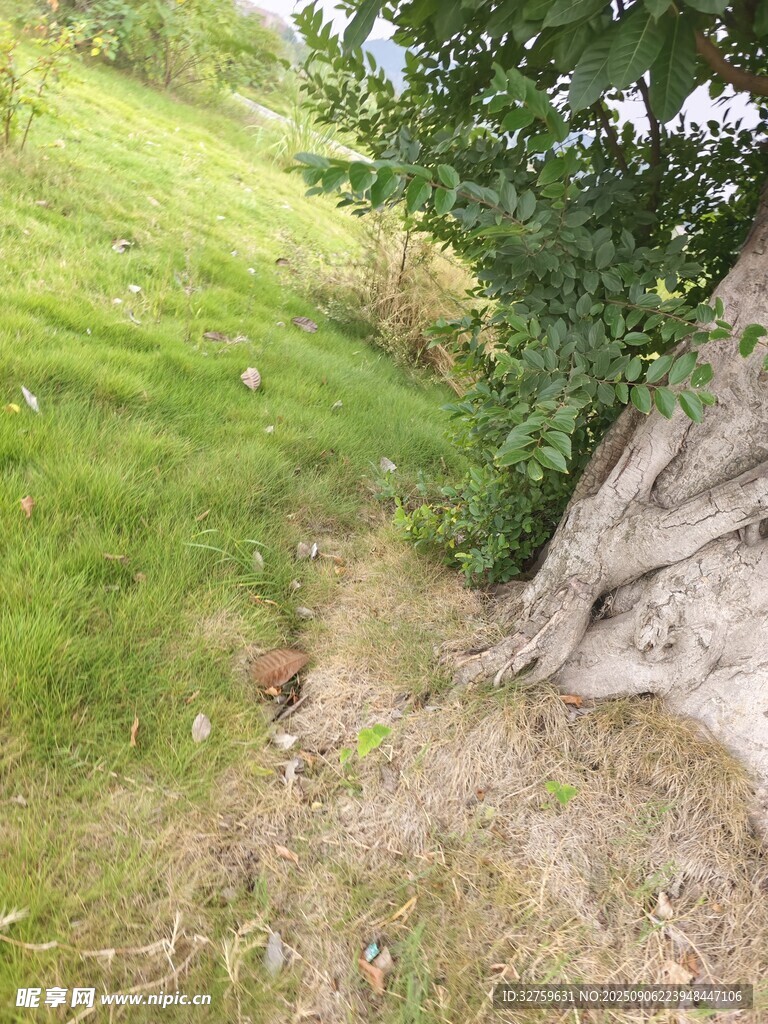 林间草地与老树景象