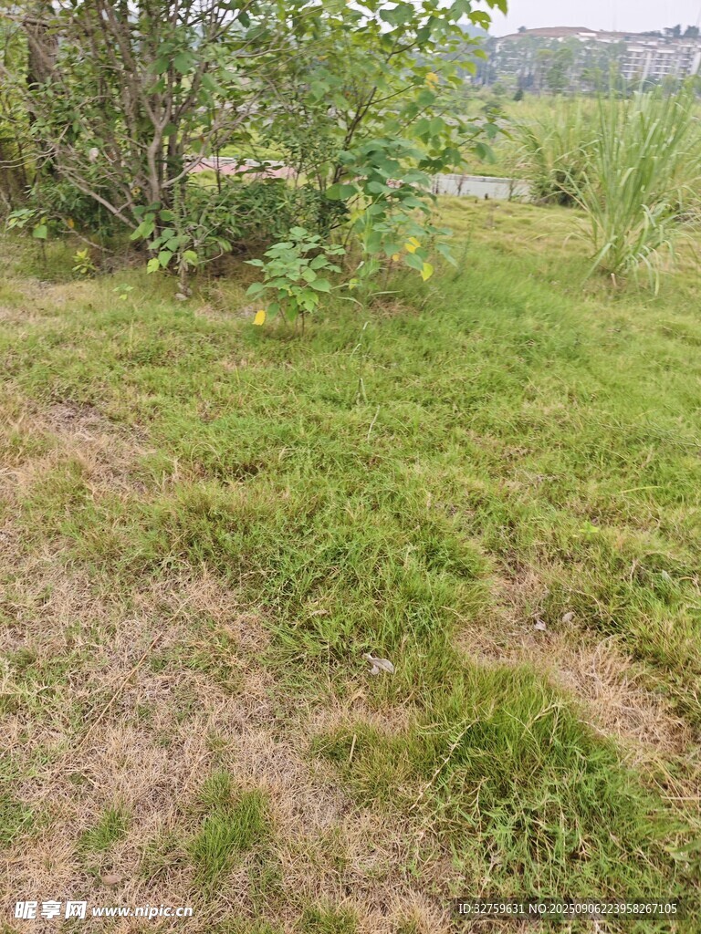 户外草地与绿植景观