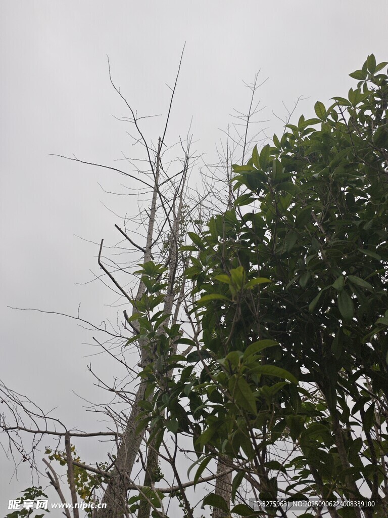 枯树与绿树对比景象