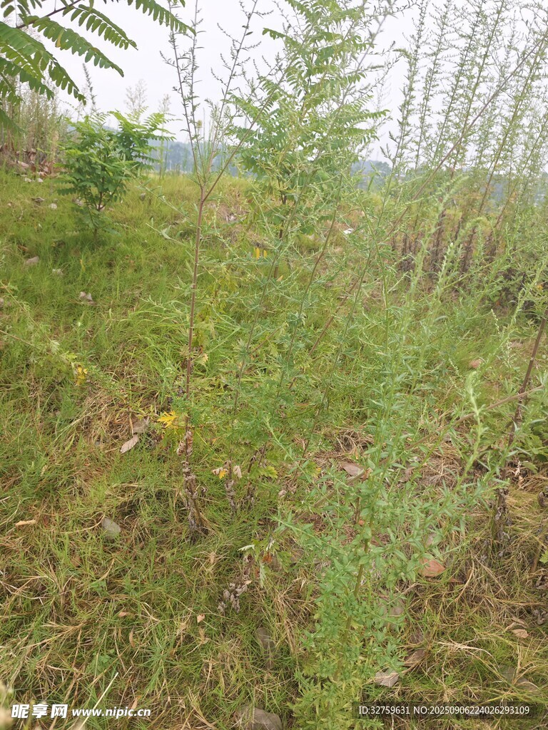 野外绿意盎然的草地景象