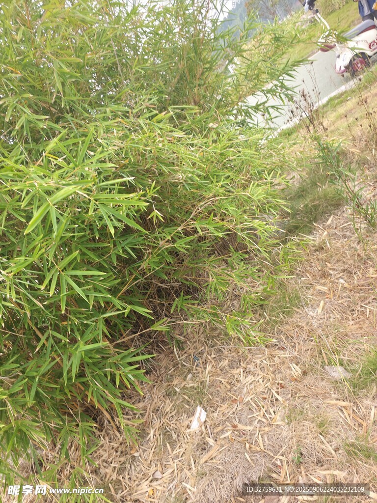 野外绿植景观