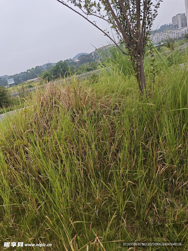 野外丛生的绿植与小树