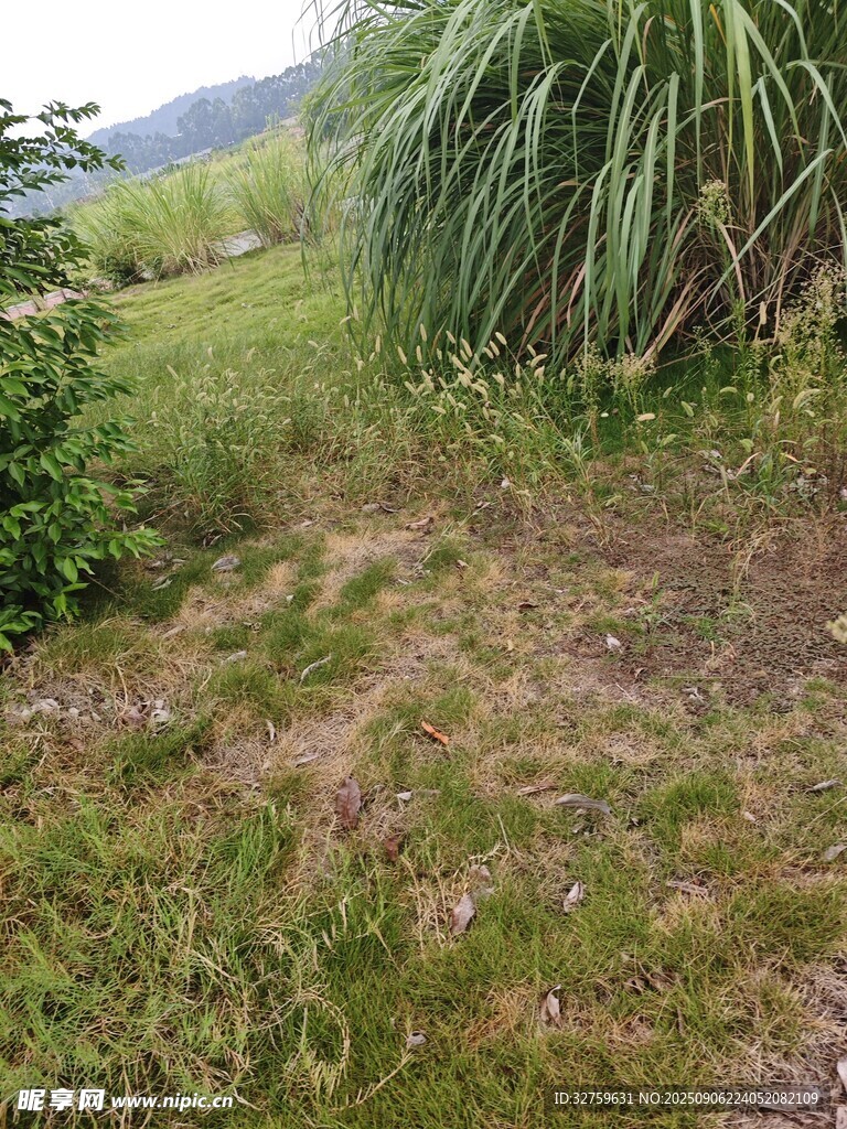 野外草地与绿植景观