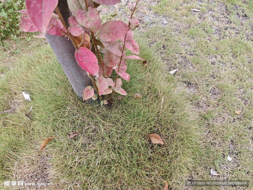 草地上的红叶植物