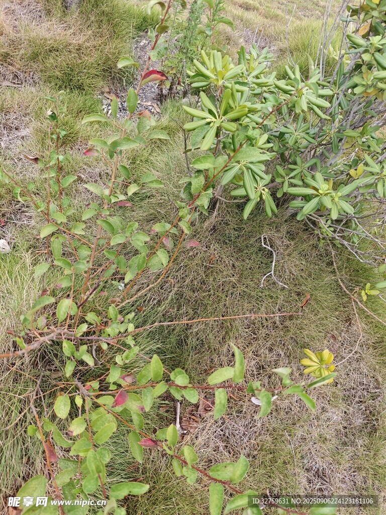 野外繁茂的绿植景观