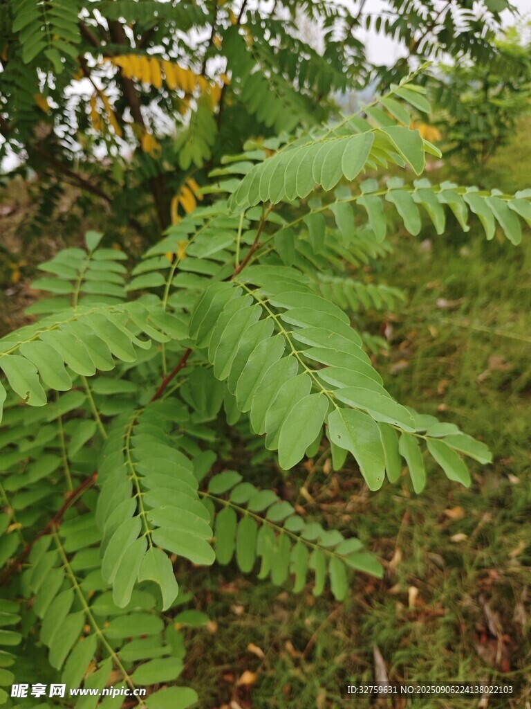 野外茂盛的羽状复叶植物