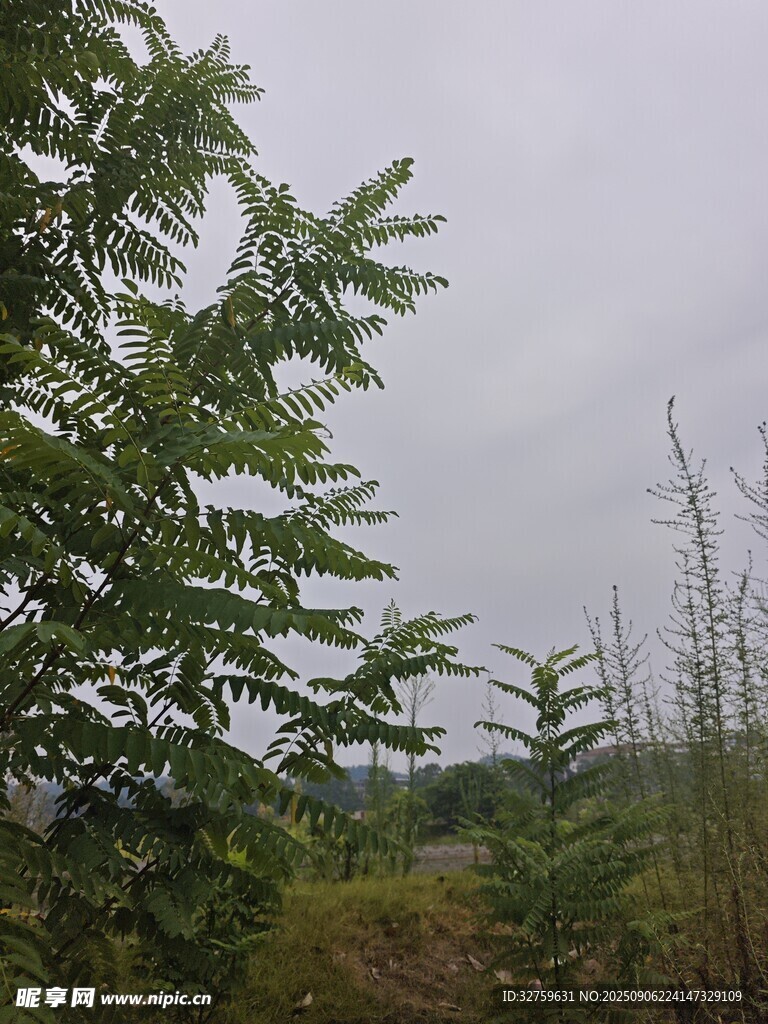 野外绿植景象