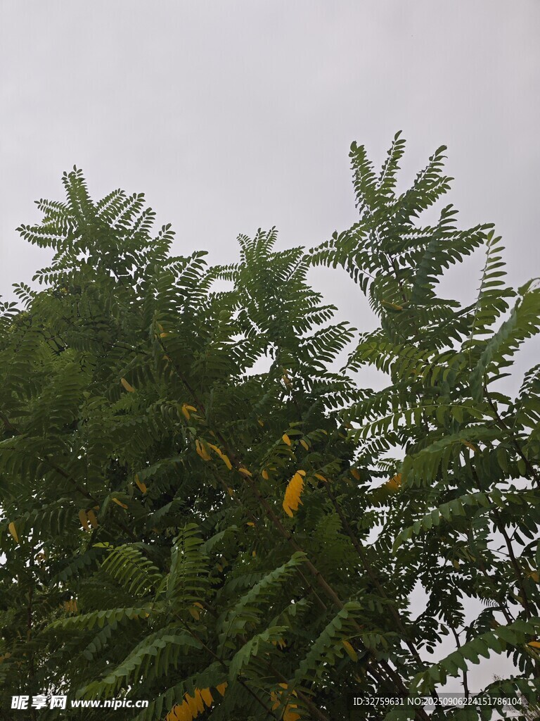 翠绿枝叶繁茂的树木