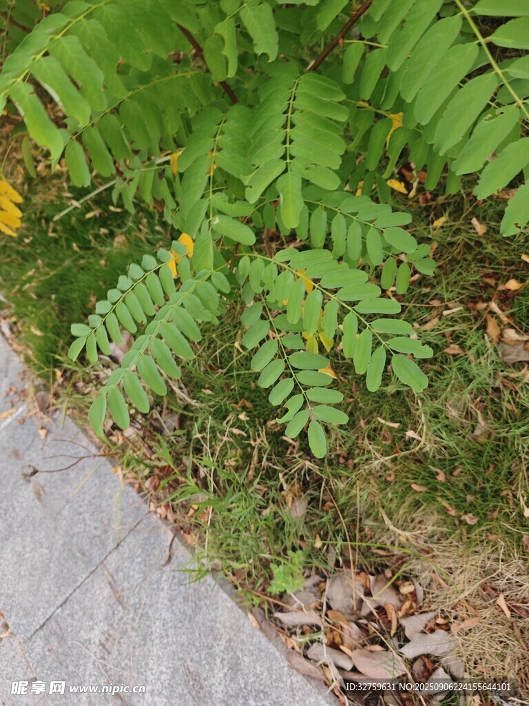 路边翠绿蕨类植物