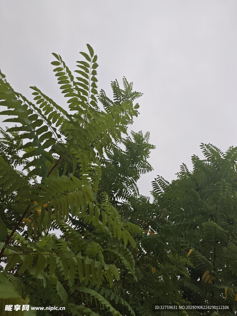 绿叶繁茂的树梢