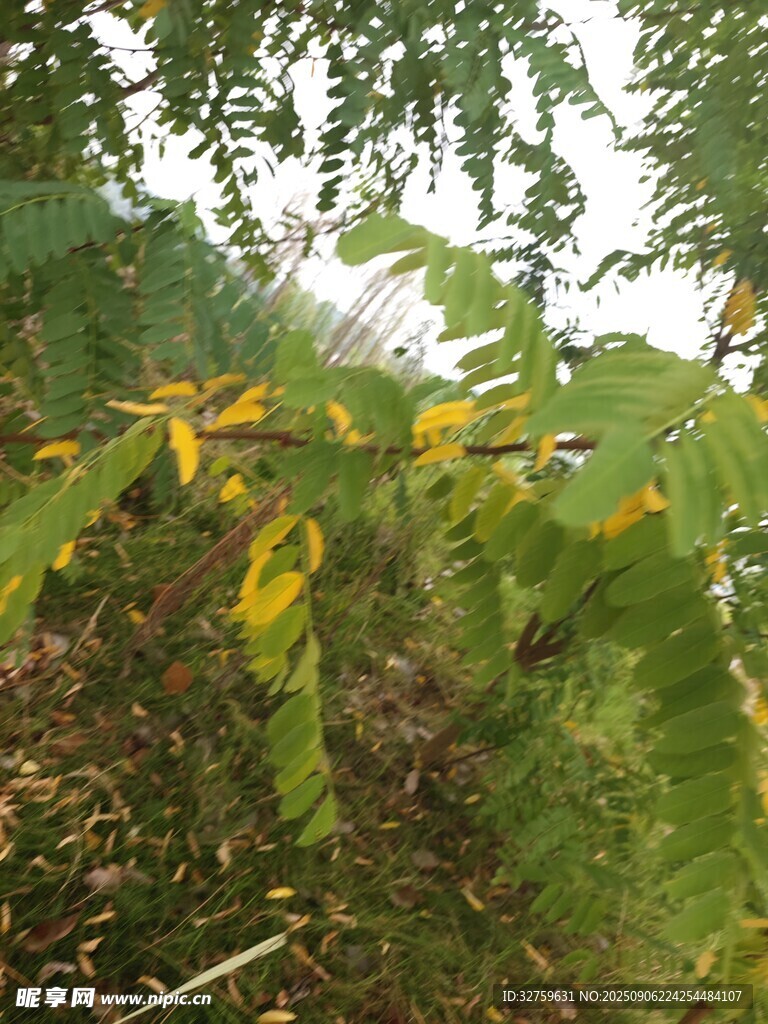 绿叶间的黄色叶片