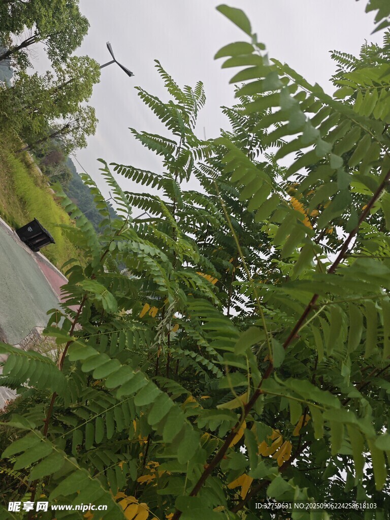 绿叶繁茂的植物景观