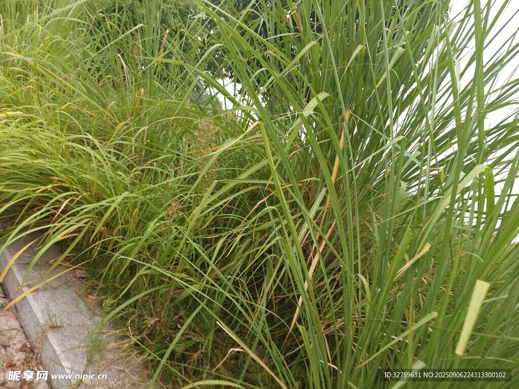 路边茂盛的绿色草丛