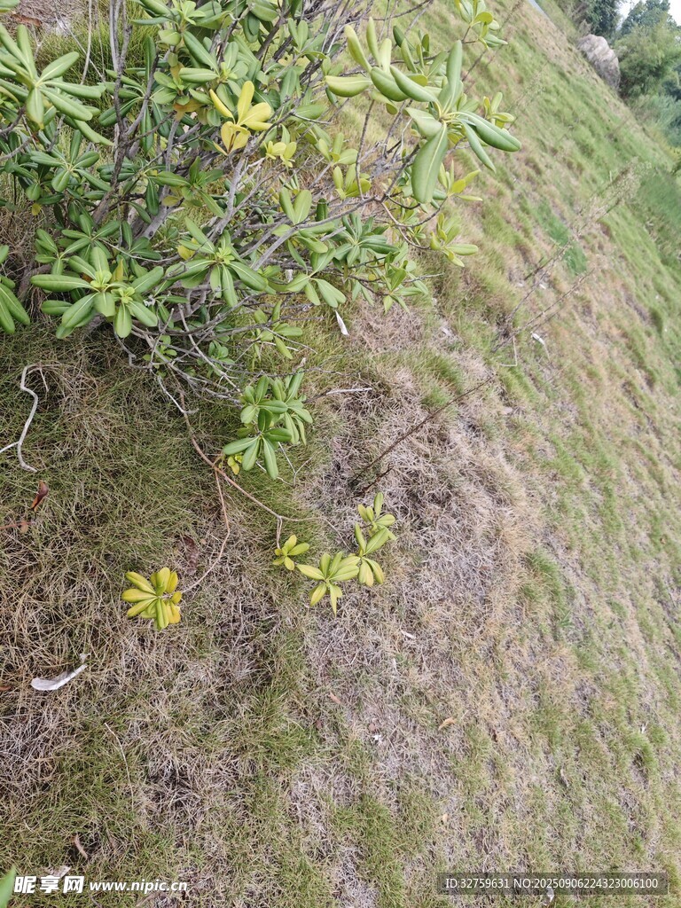 山坡上的绿植与黄色小花