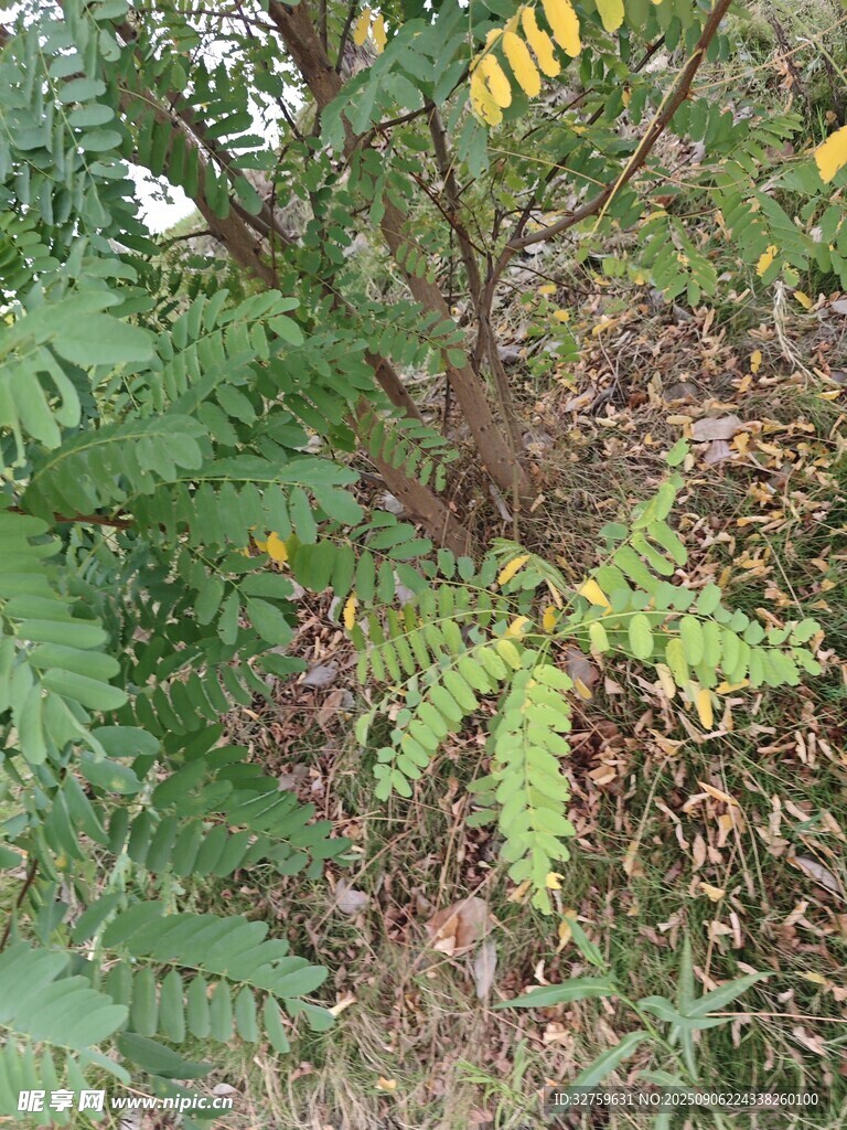 野外生长的绿色植物