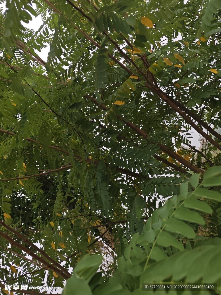 枝叶繁茂的绿色植物