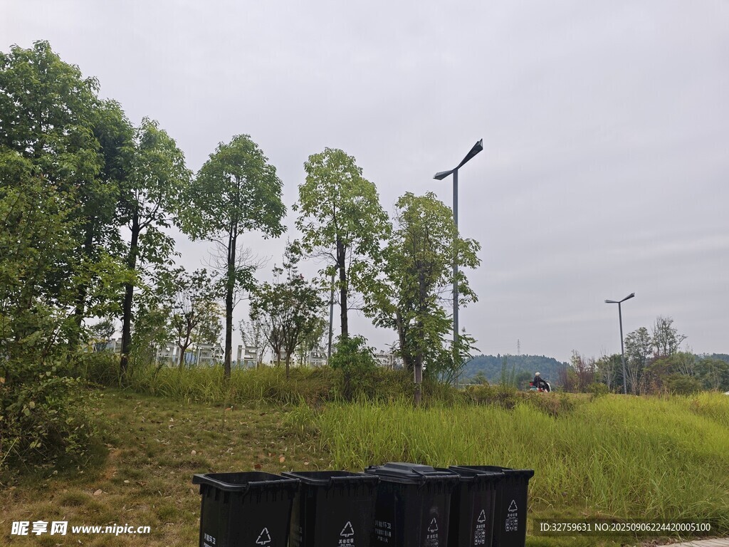 户外草地旁的树木与路灯