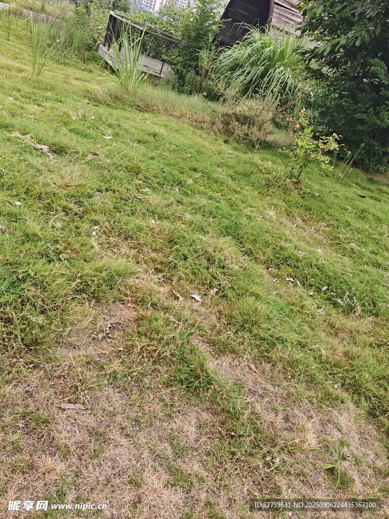 户外草地景观