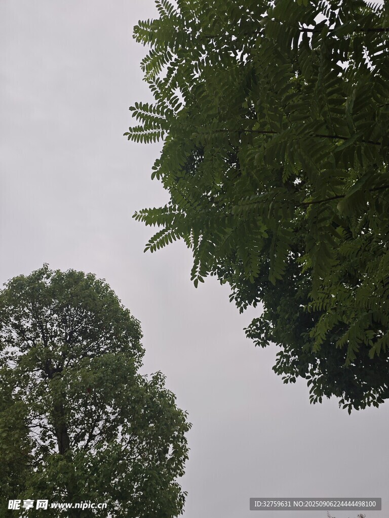 仰视绿树树冠