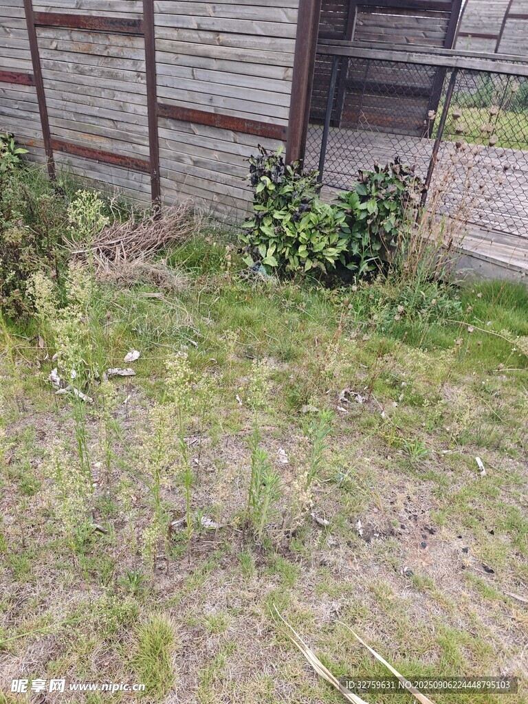户外杂草丛生的荒废角落