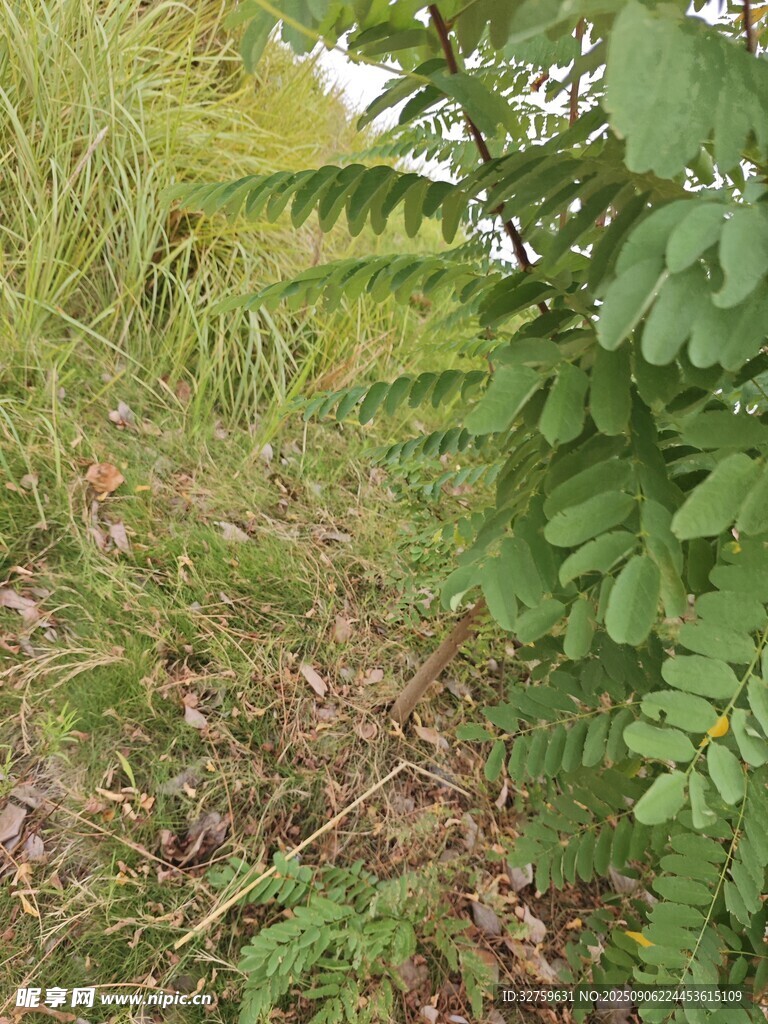 野外繁茂的绿色植物景象