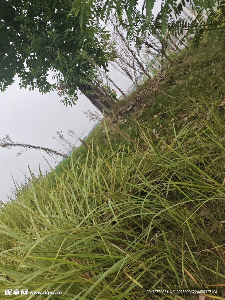 草地与树木的自然景致