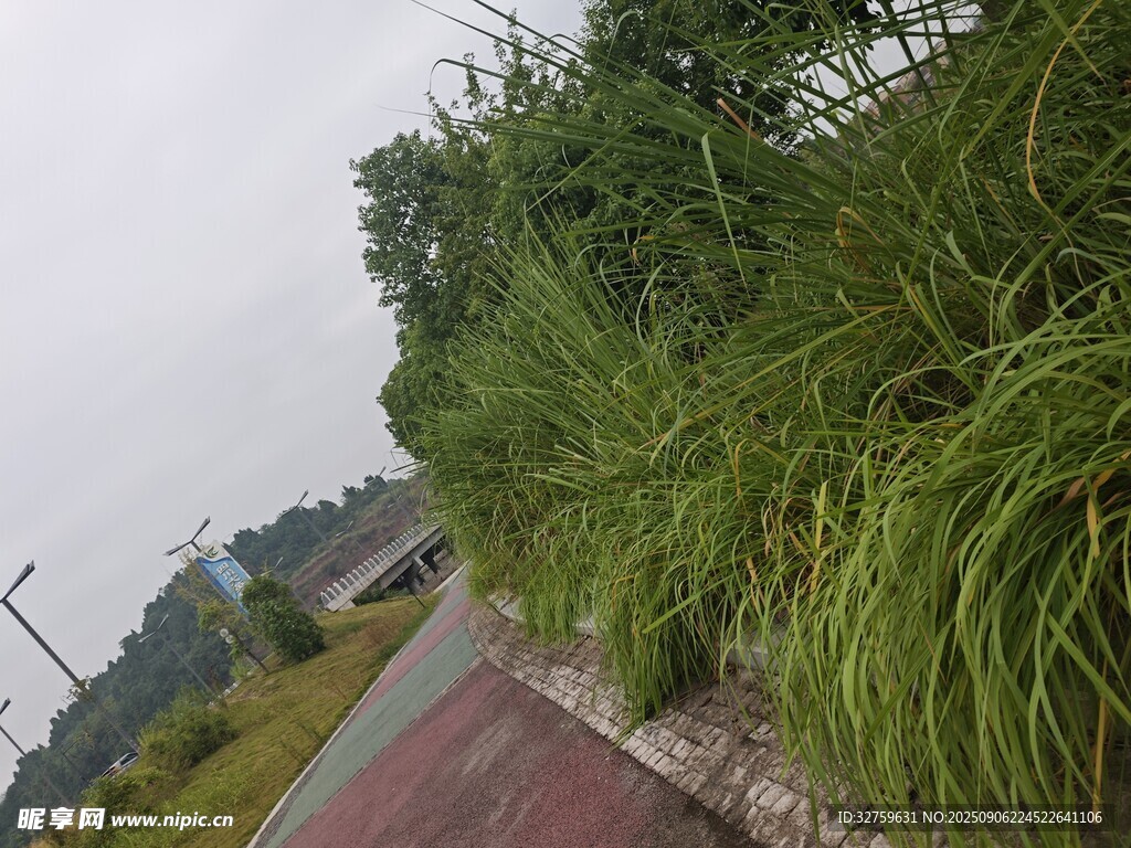 路边葱郁绿植风景
