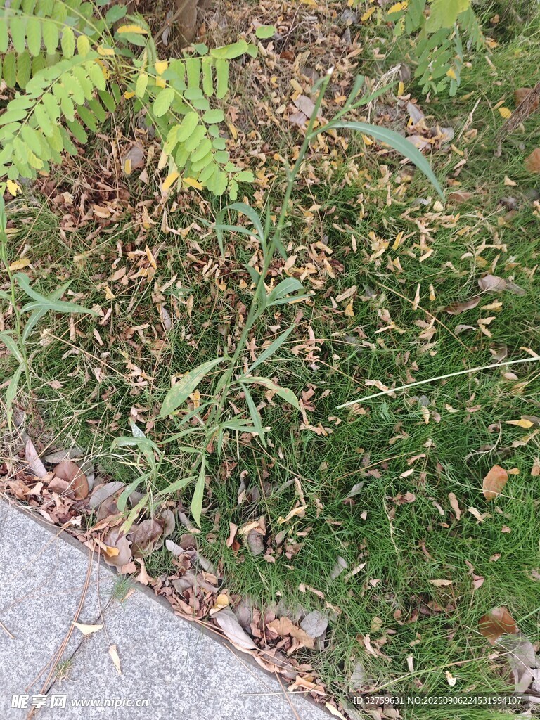 路边草地与蕨类植物