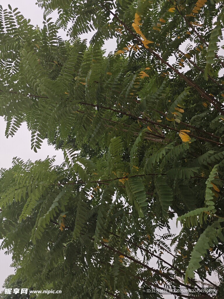 茂密葱郁的树木枝叶
