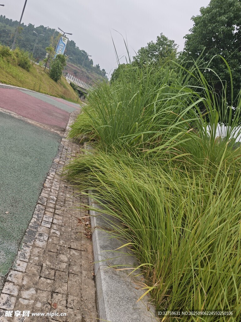 路边葱郁绿植景观