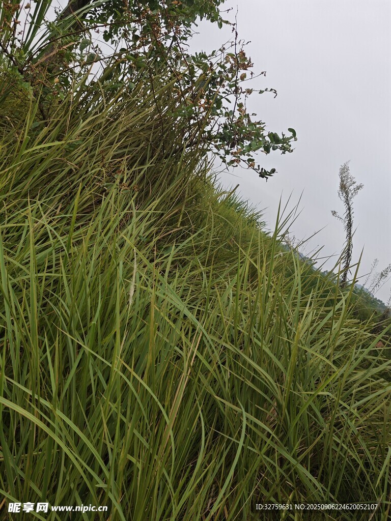 野外茂密的绿色草丛