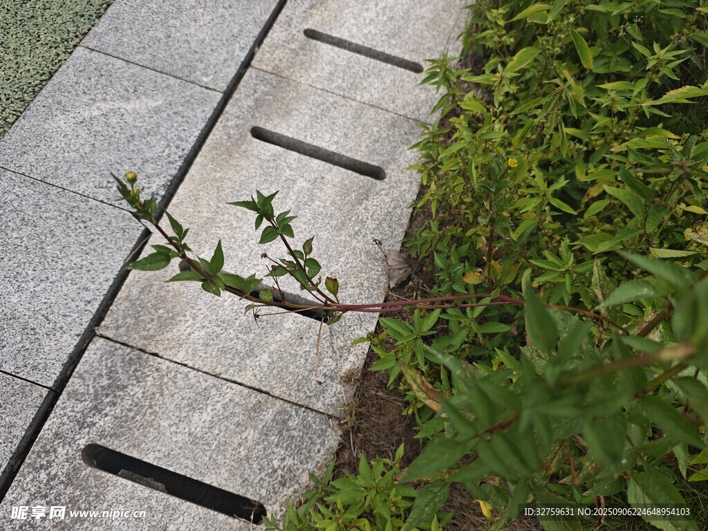 石板小径旁的绿植景观