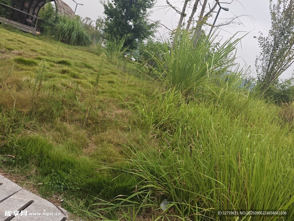 户外翠绿草地景致