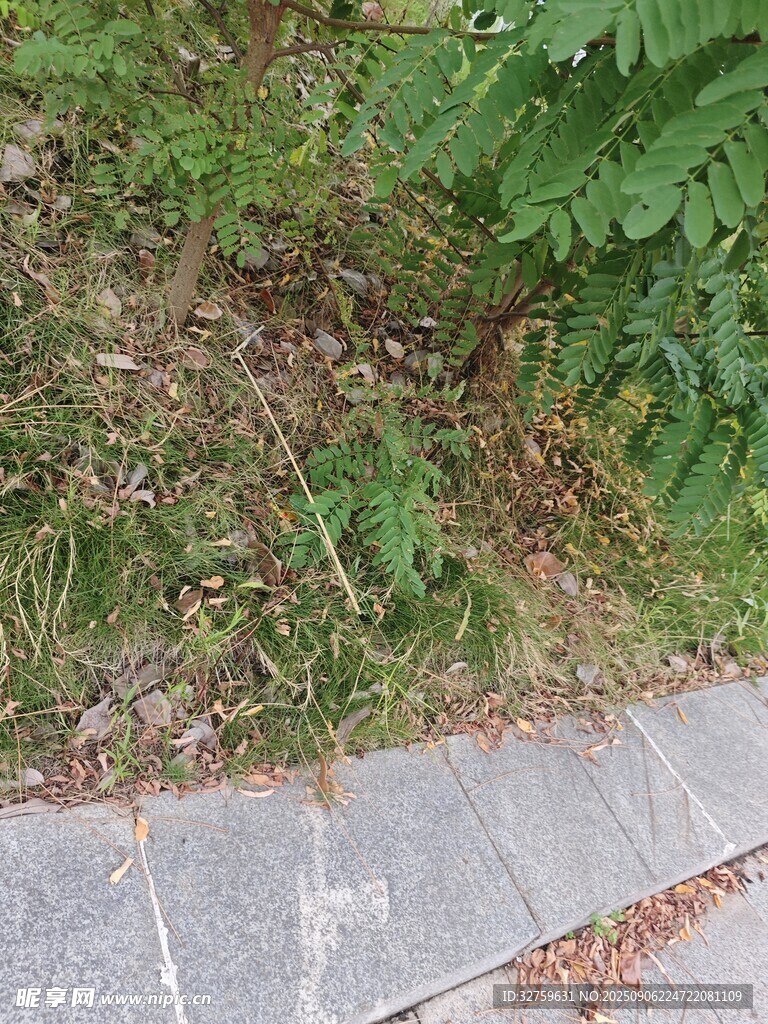 石板旁的绿植与地面景象