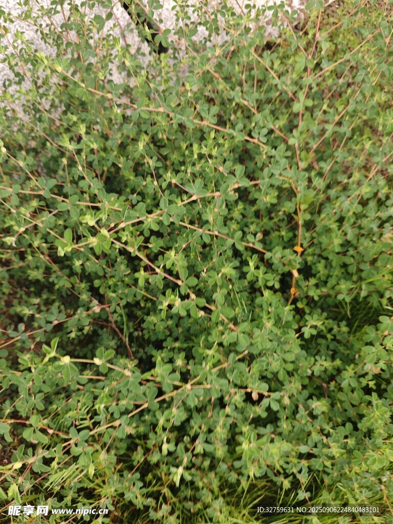 茂密绿植景观