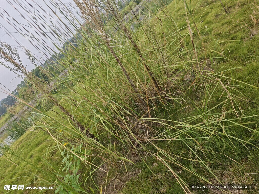 野外丛生的绿色野草
