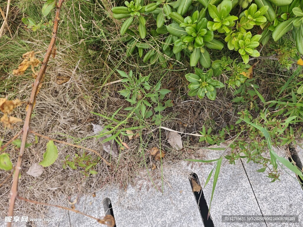 草丛边的钓鱼竿与绿植