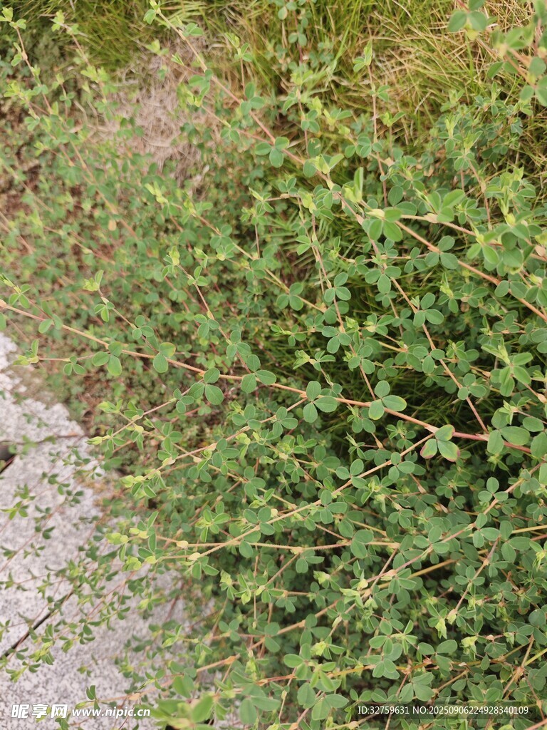 路边繁茂的绿色植物