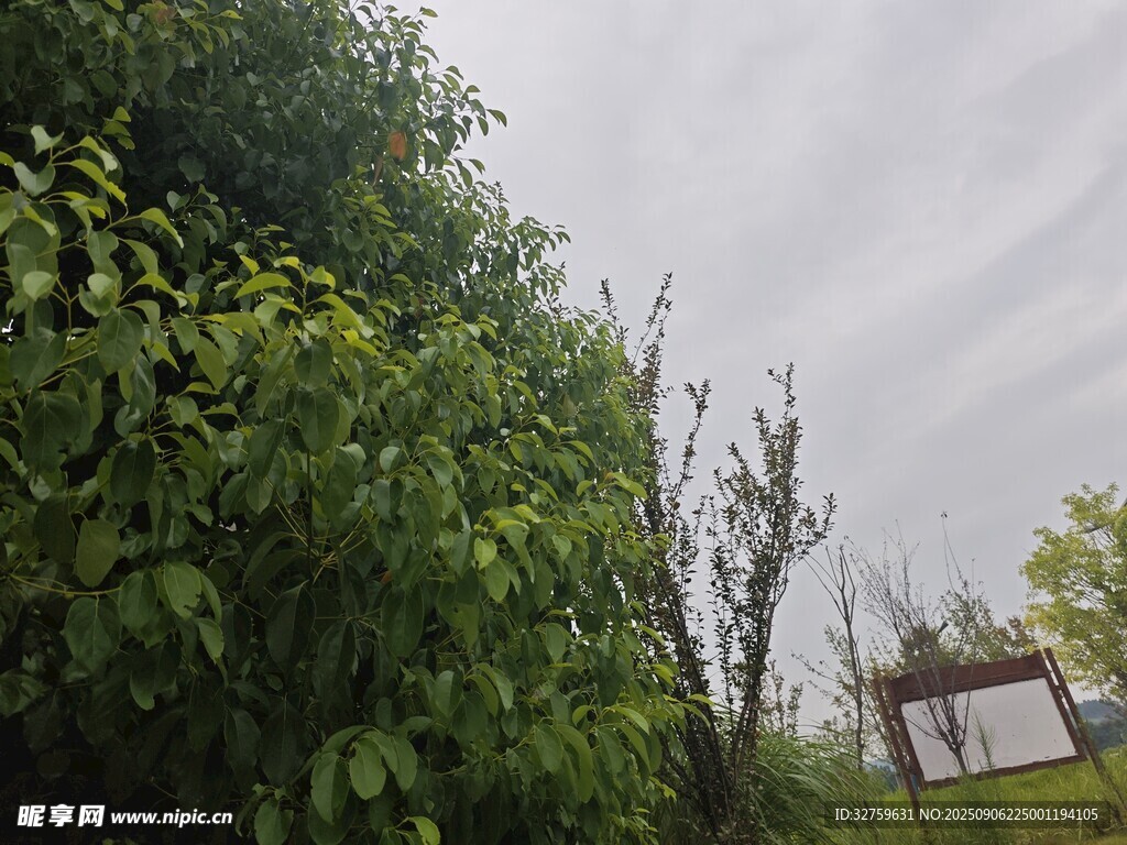 户外绿植与远处标识牌
