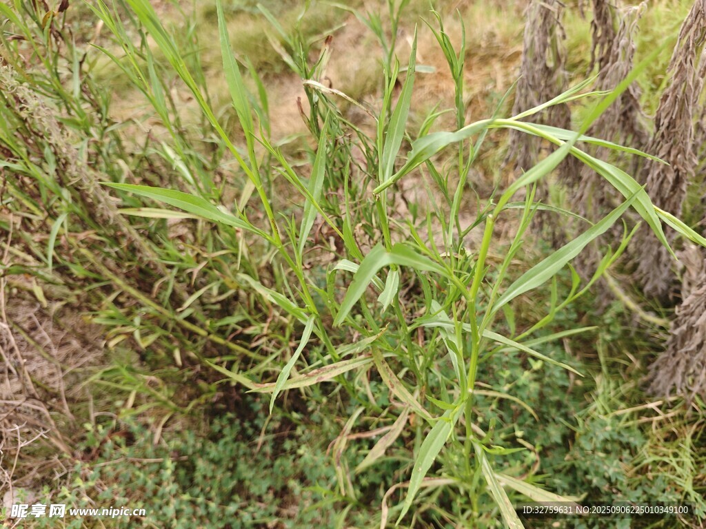 野外生长的绿色植物