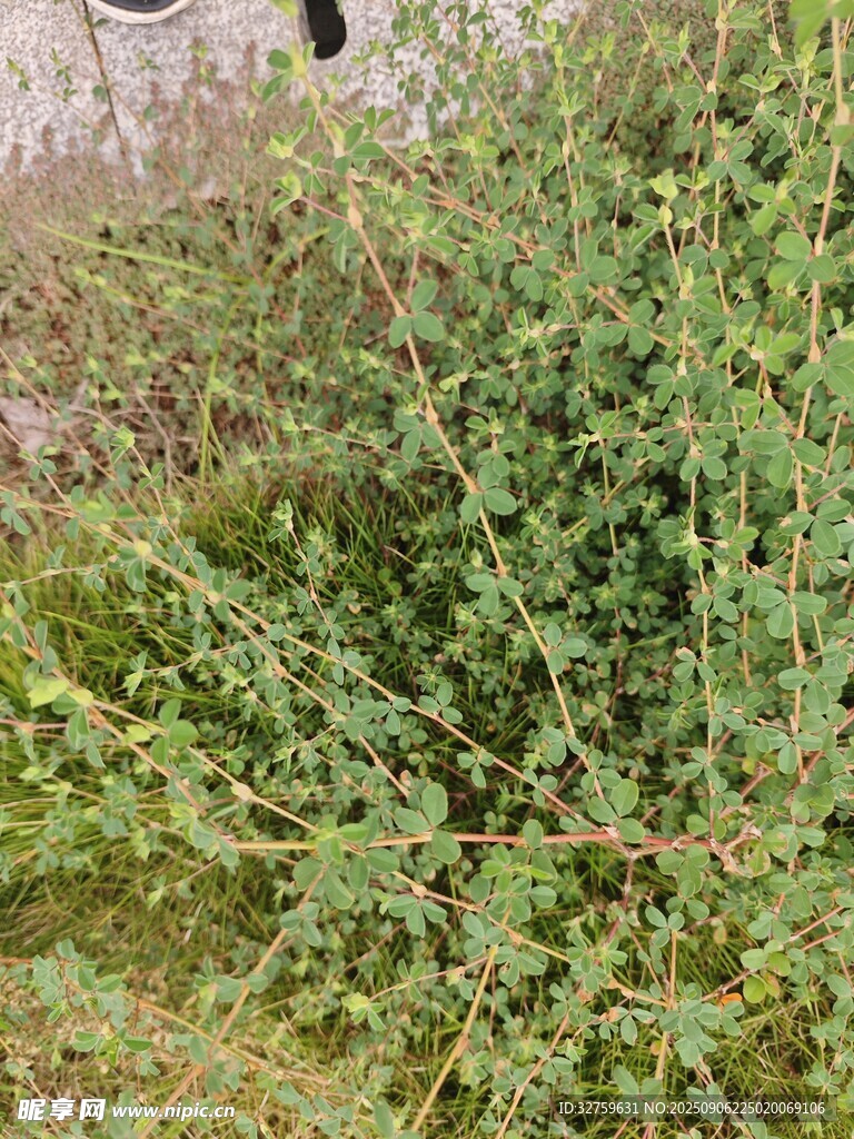 野外丛生的绿色植物