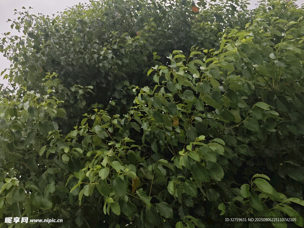 茂密绿植