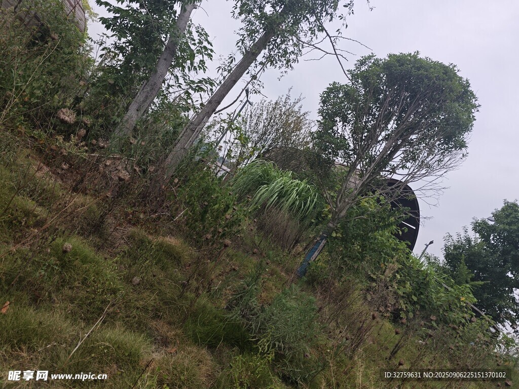 山林中的树木与植被景观