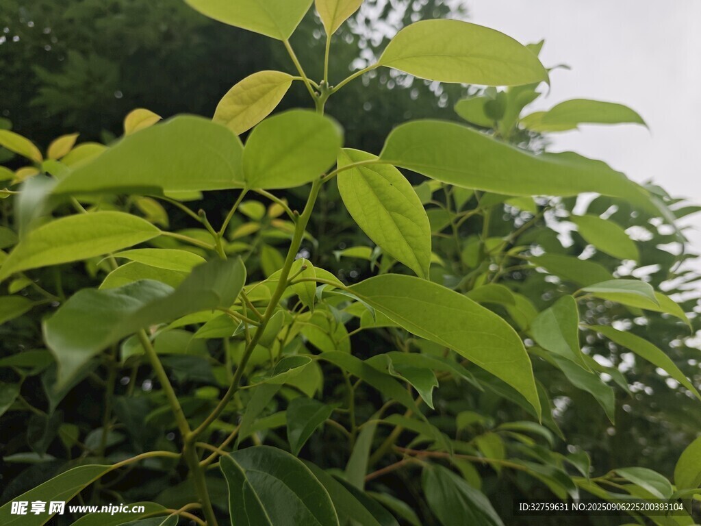 翠绿枝叶展现生机活力