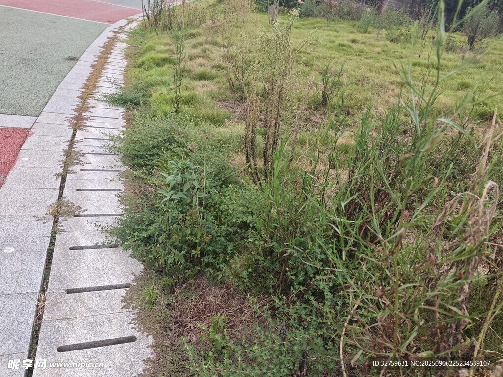 路边草地与砖石步道景观
