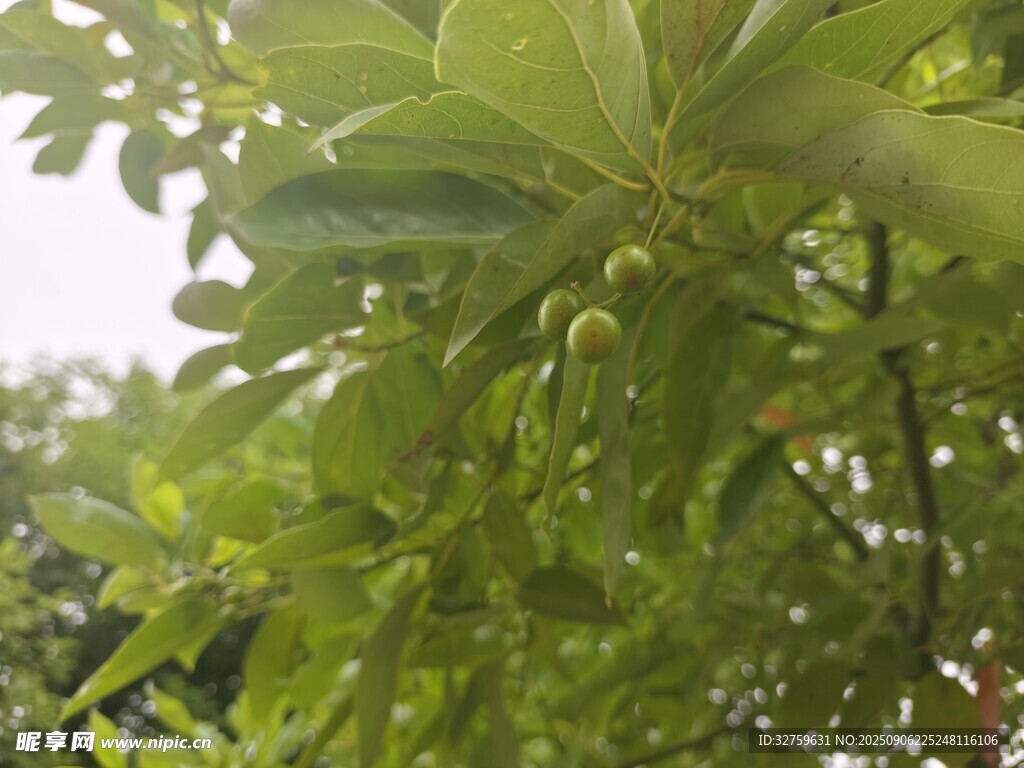 绿叶繁茂的植物枝头