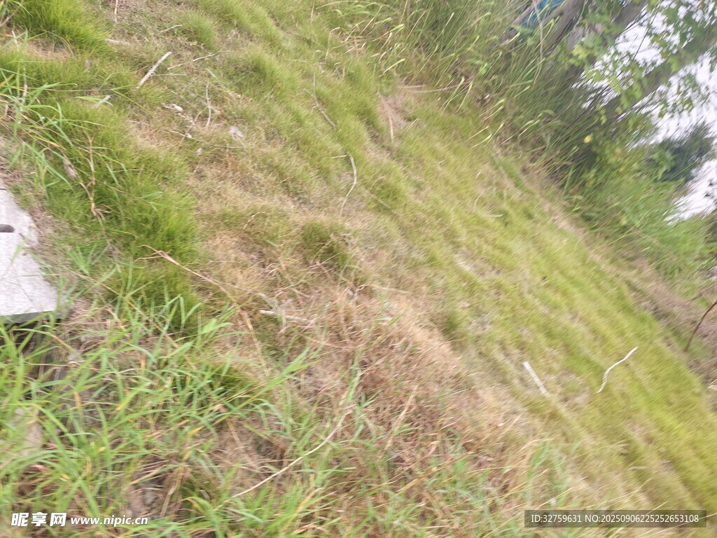 户外草地景象