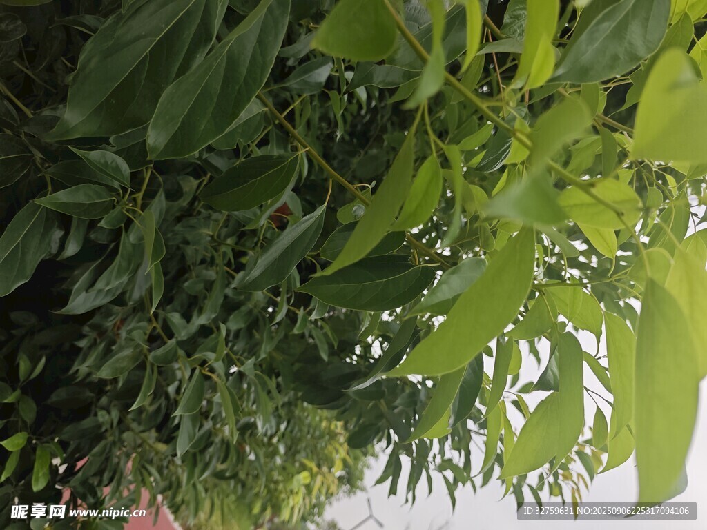 绿叶繁茂的植物景观