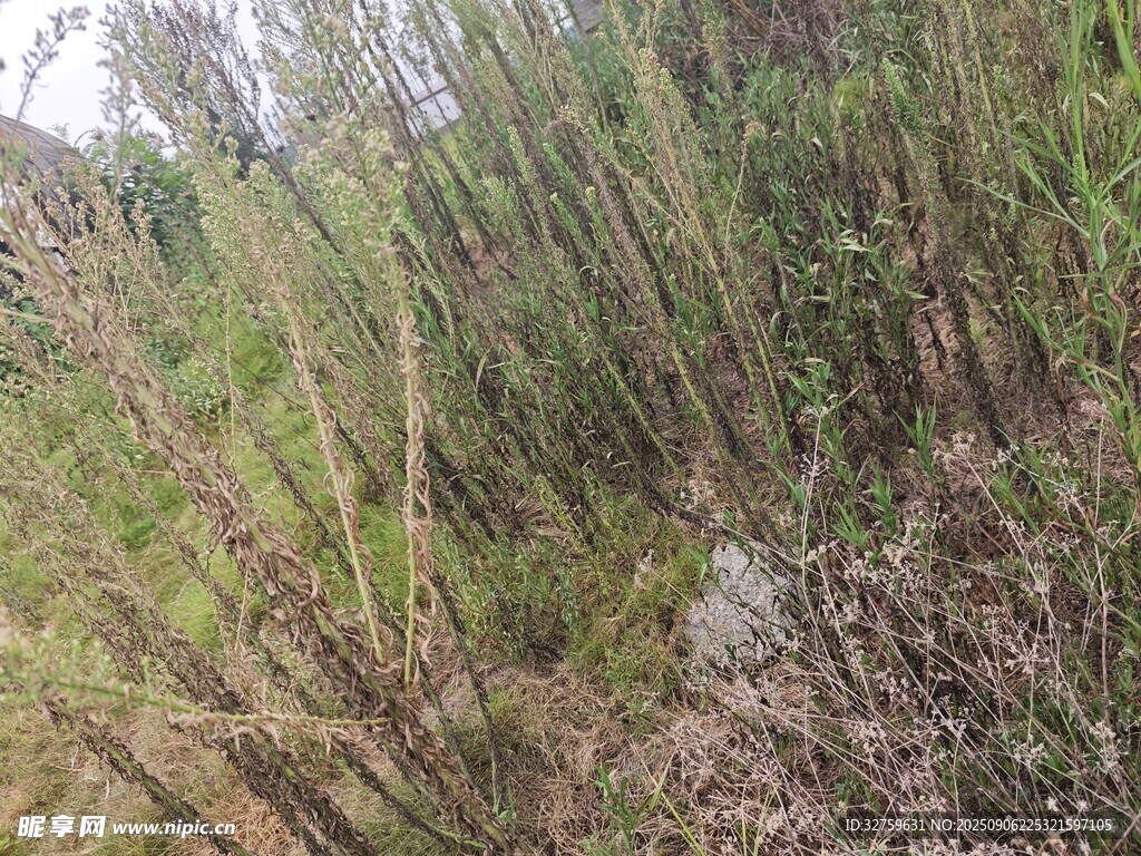 山坡上的繁茂植物