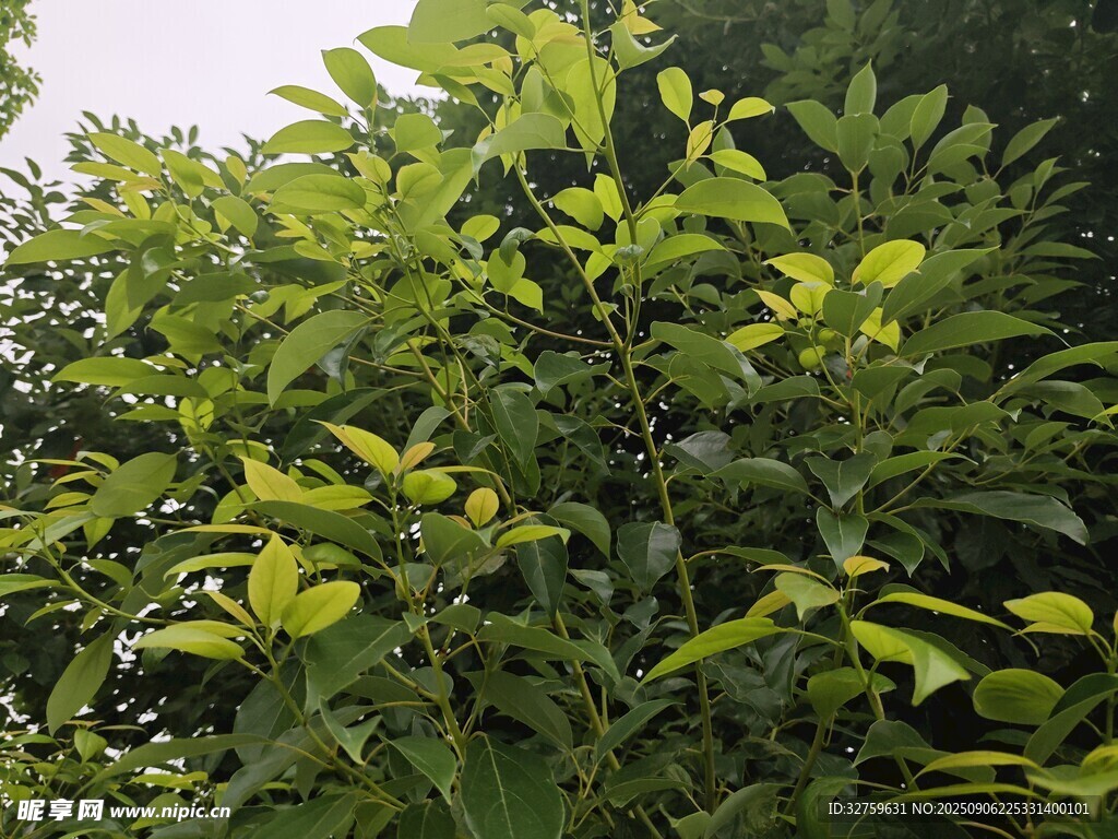 绿叶繁茂的植物景象